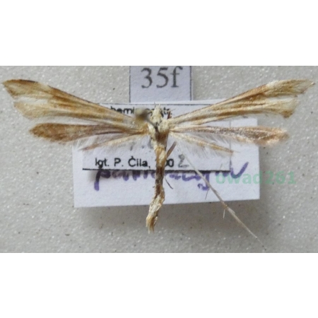 Gillmeria pallidactyla (Haworth, 1811) Czech35f